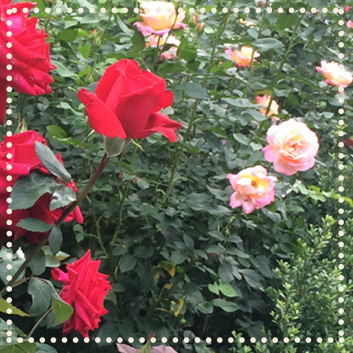 blog 6 reasons to study abroad3